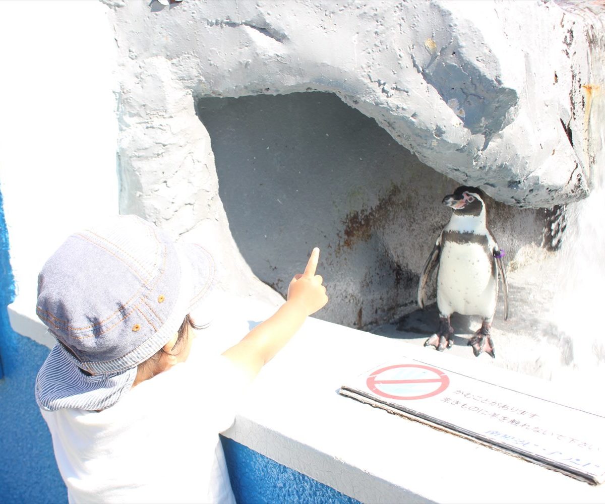 南知多ビーチランドでペンギンが近い！