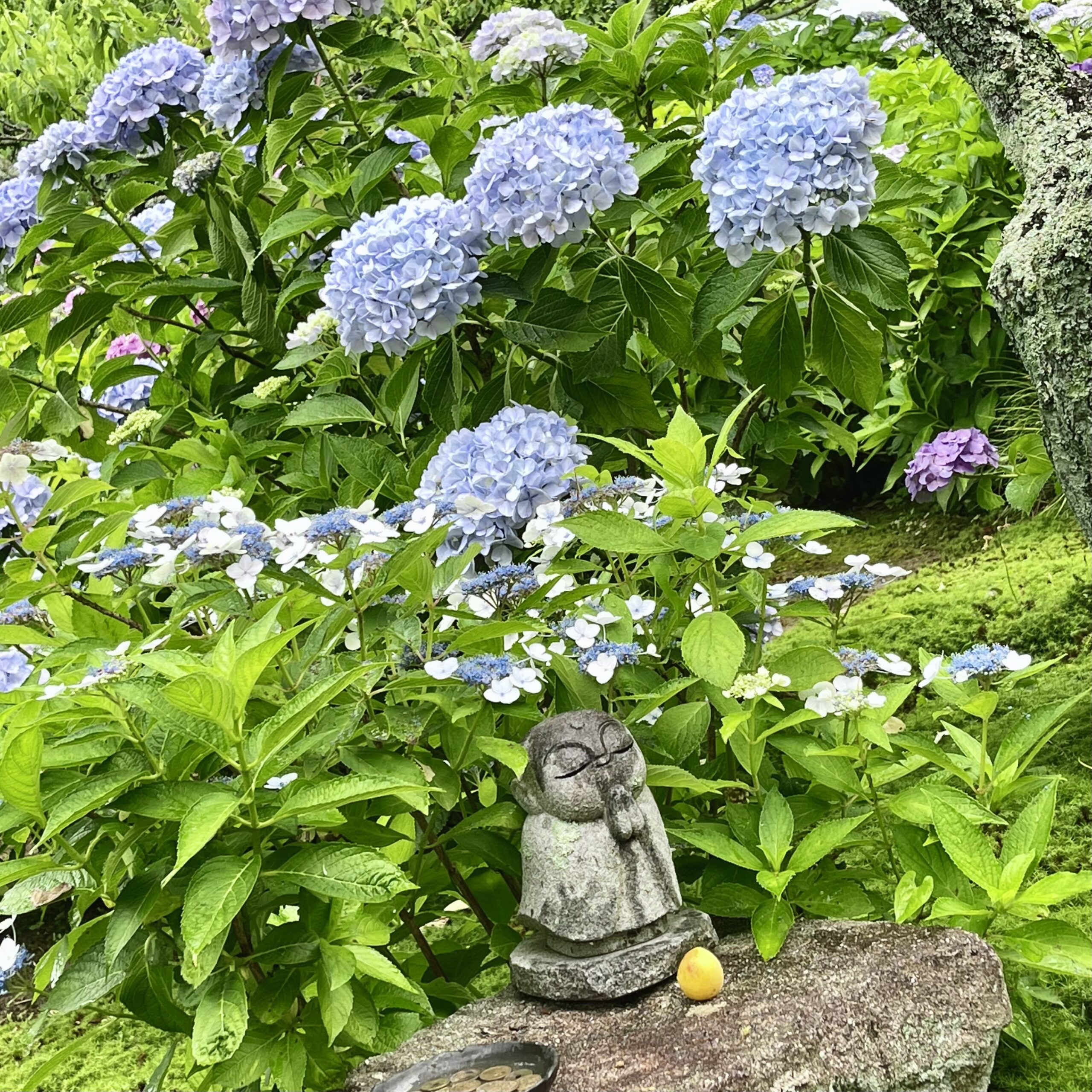 紫陽花寺