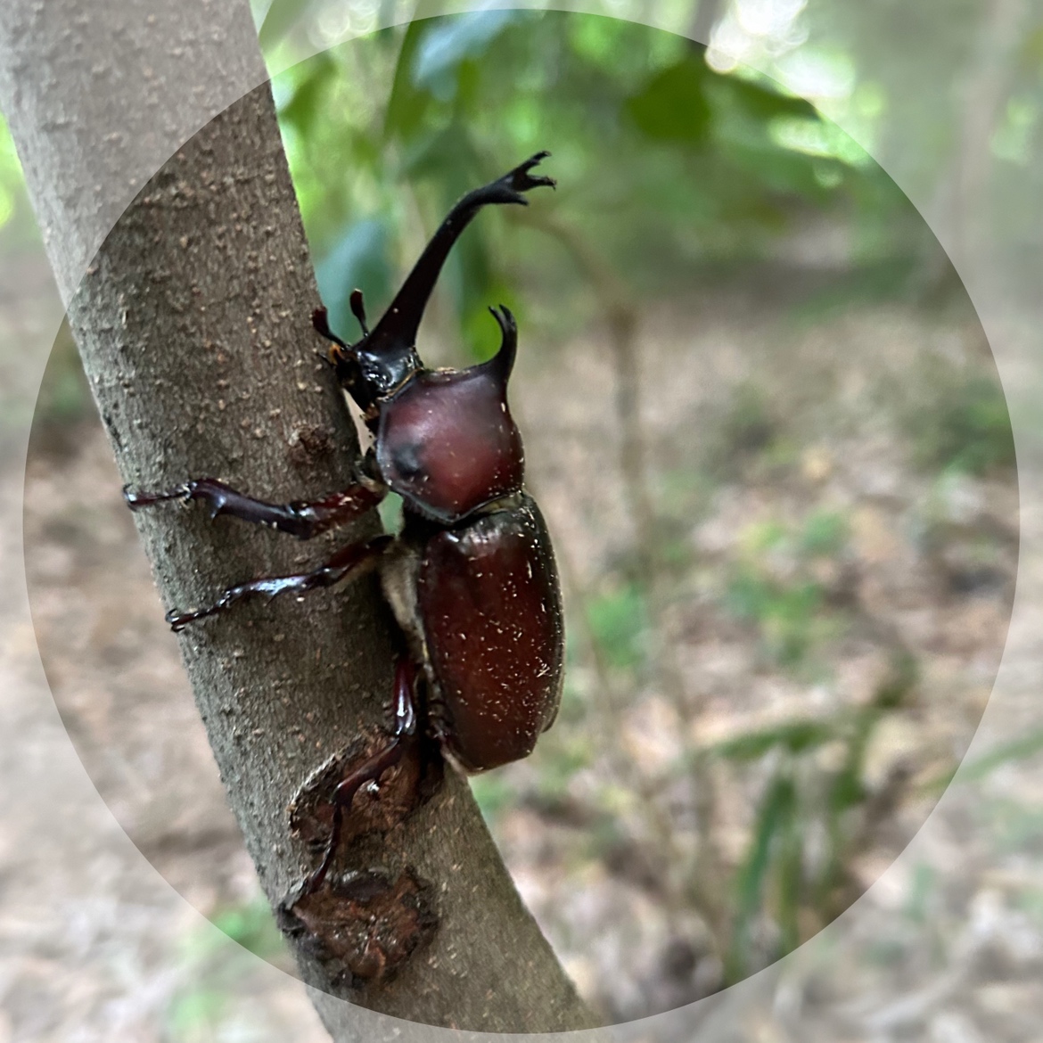 カブト虫のスペース